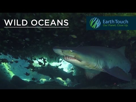 Diving with the ragged-tooth sharks of Aliwal Shoal