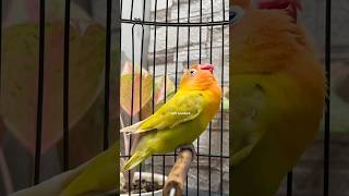 Download lagu Burung Lovebird Gacor Fighter Ngekek Panjang mp3