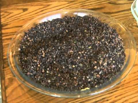 My Take on Growing Buckwheat