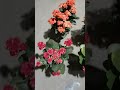 All Kinds Of Longevity Flowers Are Extremely Bright And Beautiful