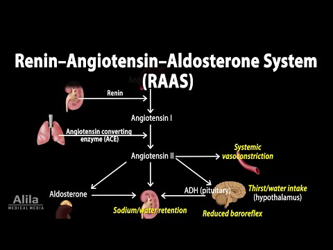 Das Renin-Angiotensin-Aldosteron-System, RAAS, Animation