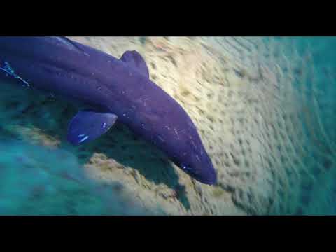 Nave Equa 7 luglio 2019