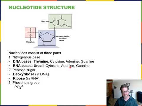 Ch 14 DNA replication narrated