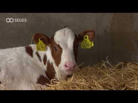 Upptäck tidiga tecken på luftvägsinfektioner hos kalvar