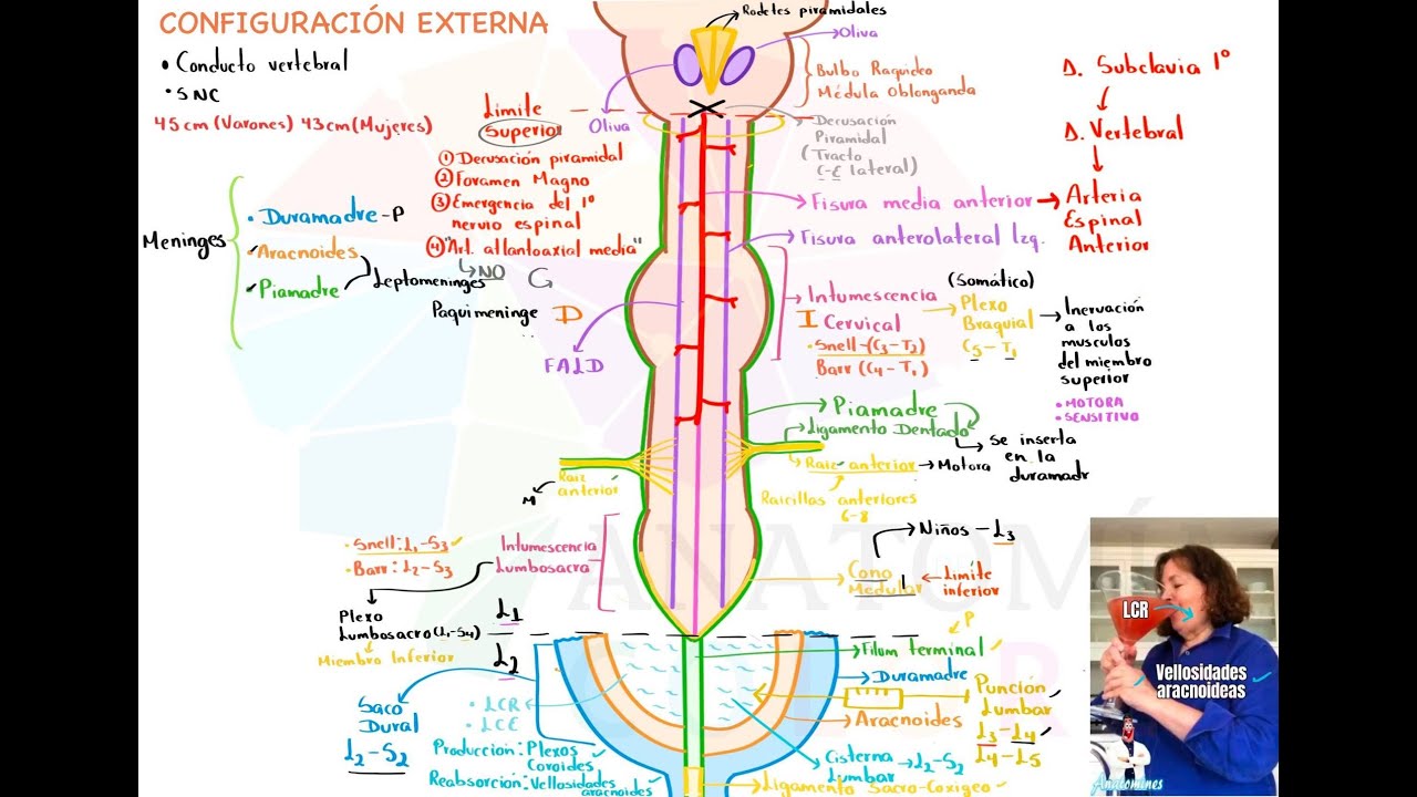 La Neurocantina: Configuración externa de médula espinal