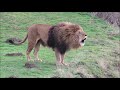 Lion Roar Compilation Aggressive Roars
