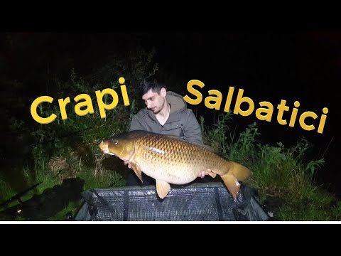 Partida de 24 Ore - Lac Dificil cu Pesti Salbatici