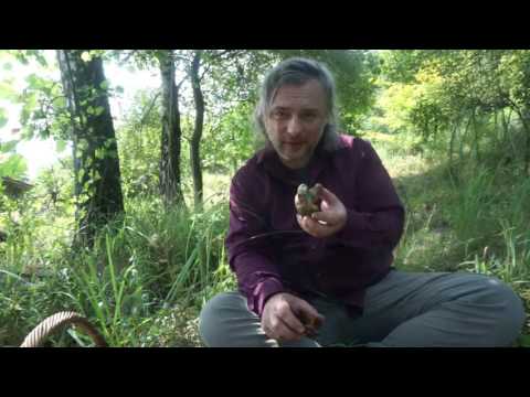 Brick-shaped bolete and gloomy bolete