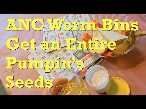 Fed ground pumpkin seeds to 16-week ANC worm bins - vermicompost