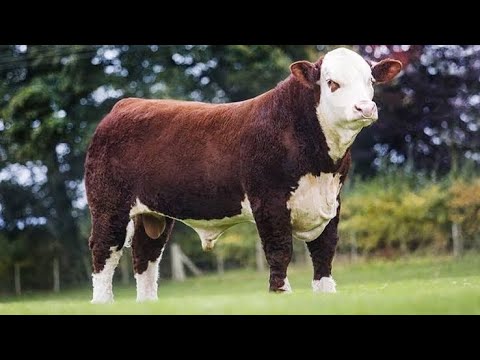 Top 10 Best Cattle Breeds For Meat Production...