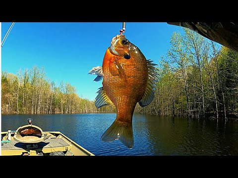 "Fast way to catch loads of bream"   |   Bream fishing