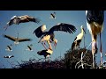 Wild World The White Stork Drone Footage Of Stork Bird Stork Bird Baby