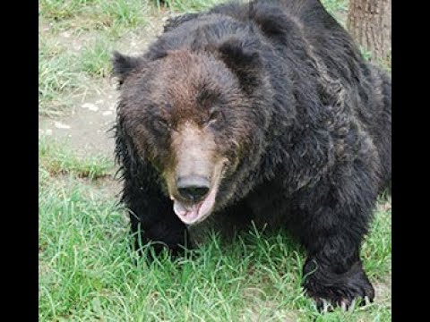 Vecchio brontolone L'uomo che uccide l'orso (rimasterizzato)