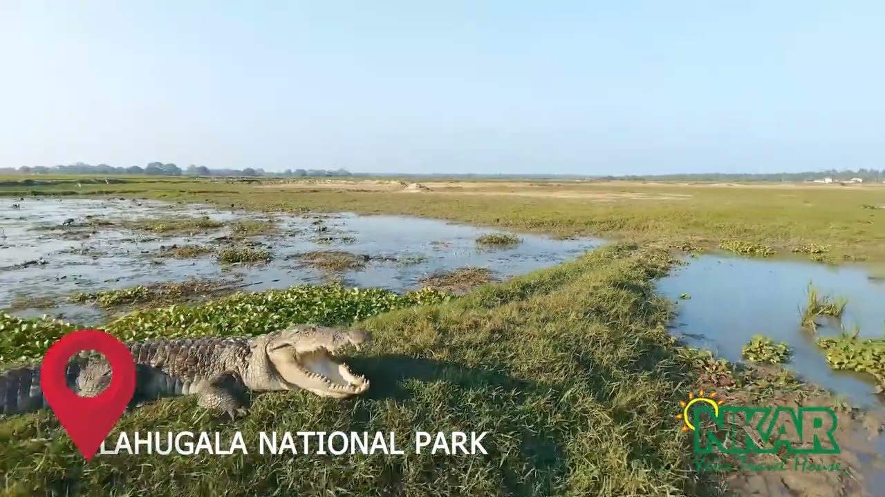 Discover an enchanting glimpse of Lahugala-Kitulana National Park.