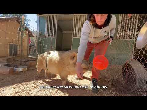 Deaf pig thrives with magic belt at Best Friends Animal Sanctuary