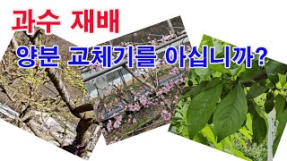 과수재배. 양분 교체기를 아십니까?(과일나무 가꾸기, 과일나무들의 겨울나기, 저장양분, 가을시비 목적, 겨울…