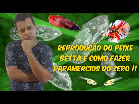 Reprodução do peixe betta |Como fazer e reproduzir Paramercios do zero