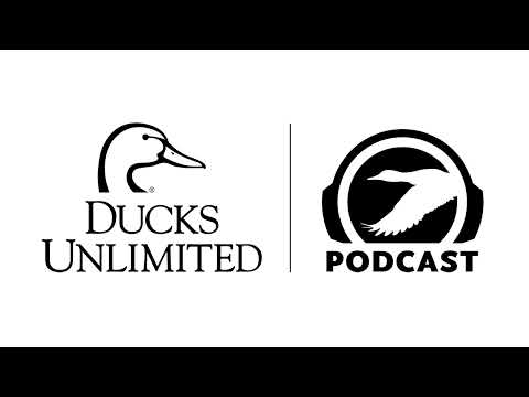 Ep. 537 – Species Profile: Northern Pintail