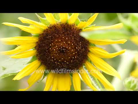 Surajmukhi Sunflower buds and flowers being pollinated by bees, in Delhi's summer heat