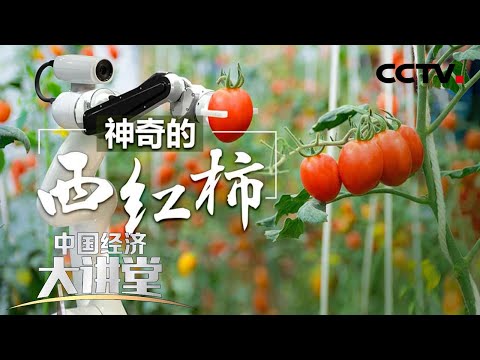, title : '我国的番茄育种取得了怎样的突破？如何让我们自己的番茄品种走向高端？「中国经济大讲堂」 20220710 | CCTV财经'