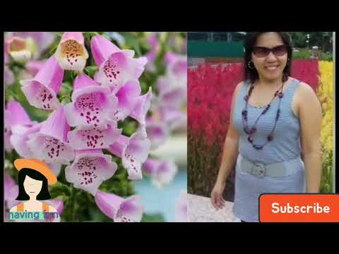 #MomshieAnalynVlogs Amazing  Collection Flowers