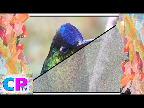 Hummingbird in Nature/Picture Reveal of Hummingbird on IPad/Defqwop - Awakening[NCS Release]