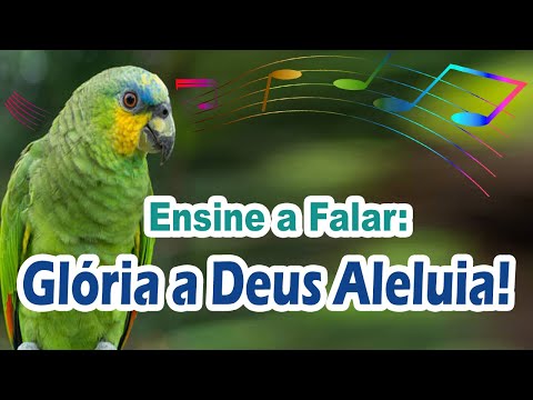 ensine o papagaio a falar glória a deus aleluia - frase glória a deus aleluia para treinar papagaio