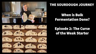 When is Bulk Fermentation Done? - Episode 2 : "The Curse of the Weak Starter"