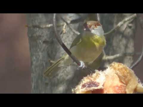 Suirirí amarillo y Juan Chiviro Esperanza Santa Fe Argentina 2025
