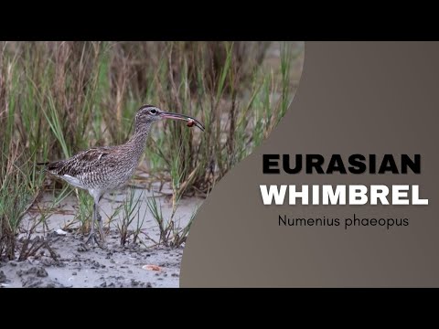 Brodec menší (Numenius phaeopus) — Eurasian Whimbrel v prirodzenom biotope