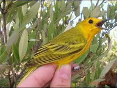 FG  Pajarillo de Mi Tierra - Francisco Montoya