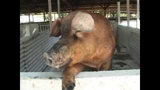 Cerdos de Raza Duroc