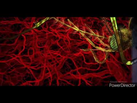 Malaria l Life Cycle l Human Host I Part 1