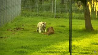 preview picture of video '[8/19/18] - Cameron & Zabu   Zabu Teasing Cameron'