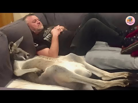 Rescued Kangaroo Thinks He’s Human, You Won’t Believe What He Does on the Couch!