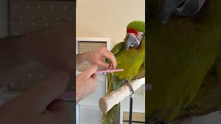 Great Green Macaw Gets a Nail Trim