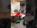 This Dog BECAME A Mother