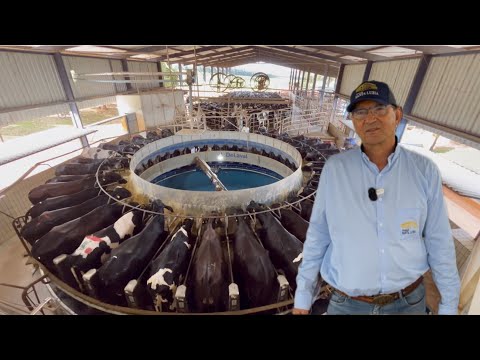 THE DAIRY COW PARADISE IN MINAS GERAIS