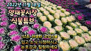 양재꽃시장 식물튜브 [아이비제라늄, 고사리, 보리, 팬지, 겹작약, 휴케라, 움베르타, 수채화고무나무 등등]…