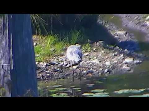 Great Blue Heron Engulfs Enormous Catfish – Sept. 22, 2016