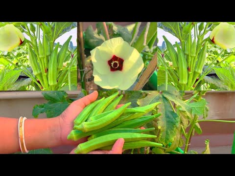 Complete Tutorial On Growing Organic Okra(Bhindi)In Pot At Home Garden/How To Grow Okra
