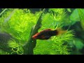 Platy Xiphophorus Maculatus Mixed Colors