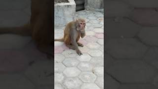 Download lagu mandar ka comedy video#shorts #shortvideo mp3