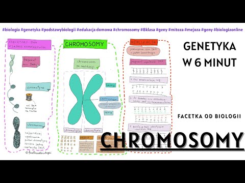 Chromosomy – Genetyka – Biologia  [8 Klasa] - Notatki od Facetki Od Biologii - Budowa chromosomów