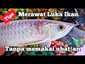 Cara Mengobati Ikan Hias Yang Luka