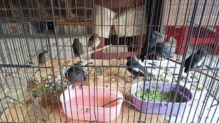 Download lagu UPDETE STOK TERBARU KIOS ABADI BIRD TANGERANG 07 NOVEMBER 2025 mp3