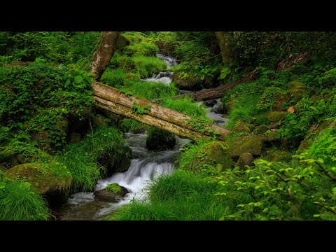 Forest Bathing Nature Walk on Mossy Mt. Daisen | Tottori, Japan 4K Mountain Stream ASMR