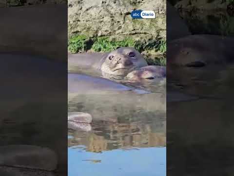 🥹 Pura ternura en Chubut: el momento que derrite a todos con estos elefantes marinos