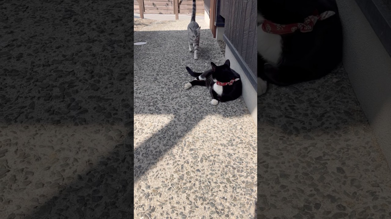 快晴日和、艶男さんのところに付き添って連れていきました