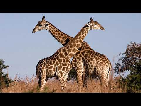 Eripe, Penx - Puncherfaust II (prod, cuty. Adamo)